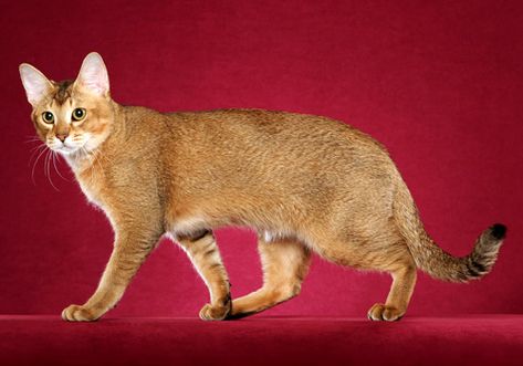 Chausie Cat, Cat Poses, Domestic Cat Breeds, American Wirehair, Cat Anatomy, Warrior Cat Oc, Cat Reference, Exotic Cats, Exotic Shorthair