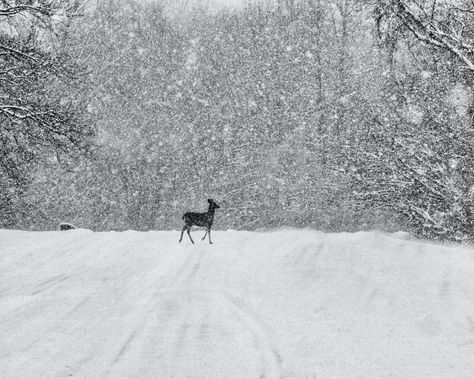 Deer Lost Winter Snow Storm, Winter Photo, Wintertime Prints, Wildlife Photography, Snow Deer, Snow Photo, Animal Print, Wall art, B&W art Deer Snow, Deer Crossing, Winter Lovers, Photography Snow, Iceland Photography, Bucks County Pa, Snow Photography, Winter Photo, Winter Animals