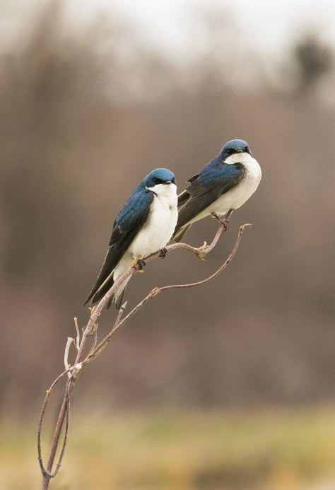 Tree Swallow, Kinds Of Birds, Swallows, Backyard Birds, Bird Pictures, Bird Drawings, Pretty Birds, Bird Photo, Colorful Birds