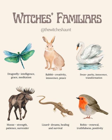 Animal Witchcraft, Animal Witch Aesthetic, Witch Familiar Animals, Witch’s Familiar, Animals In Witchcraft, Witches Familiar, Wiccan Magic, Animal Spirit Guides, Witch Spirituality