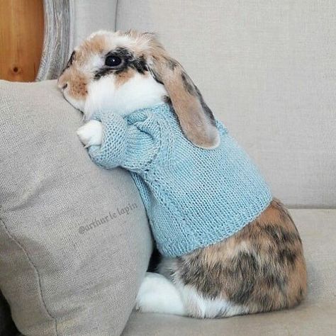 When you're cold, but still don't want to wear pants. #rabbit #rabbits #rabbitlove #rabbitlife #bunny #bunnylove #bunnylovers #bunnyrabbit #bunnylife #pet #pets #cute Pet Bunny Rabbits, Bunny Care, Cute Bunny Pictures, Pet Bunny, Bunny Pictures, Pet Rabbit, Funny Bunnies, Cute Rabbit