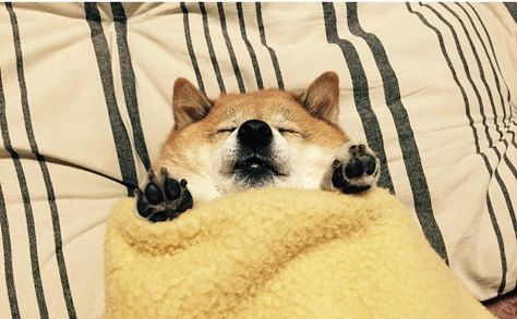 18 Dogritos (Dog + Burritos) That Hands-Down Outshine Chipotle Japanese Dogs, Airedale Terrier, Puppies Funny, Sleeping Dogs, Shiba Inu, 귀여운 동물, Animals Friends, I Love Dogs, Dog Bed