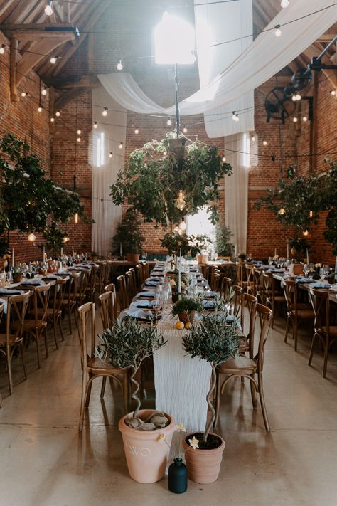 This shows a wedding dining set up. The theme is Mediterranean. The focus is on one row of dining table, in front of it are potted trees in front of the dining tables. There are two twisted trunk olive trees at the base, both potted in terracotta pots. One with the word "two" printed on it. Between the pots is also a black vase with daffodils in them. Wedding Trees Indoor, Barn Reception Decorations, Wedding Tree Decorations, Draping Wedding, Italian Country, Barn Photography, Fake Trees, Barn Reception, Live Tree