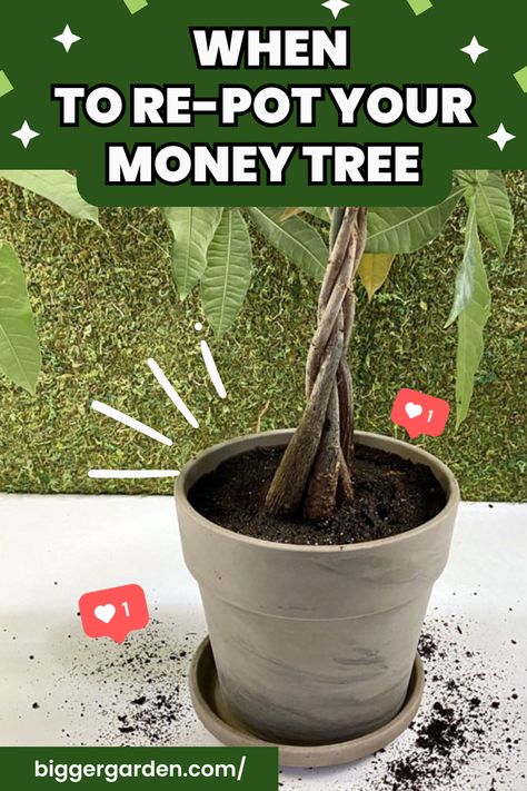 How to Re-pot a Money Tree | Keep It Thriving Longer Repotting A Money Tree, Money Tree Plant Care Tips, Money Tree Plant Care, Chinese Money Tree, Gardening Knowledge, Patio Container Gardening, Money Tree Plant, Container Herb Garden, Garden Planters Pots