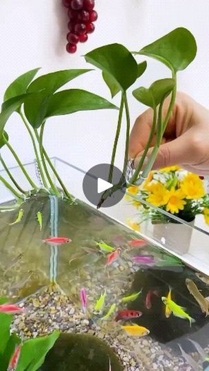 Fish Tank Plants Ideas, Diy Aquarium Plant Holder, Plant Fish Tank Ideas, Fish Tank With Plants, Fish Aquarium Ideas, Plants For Aquarium, Aqua Plants, Plant Holder Diy, Vase Fish Tank