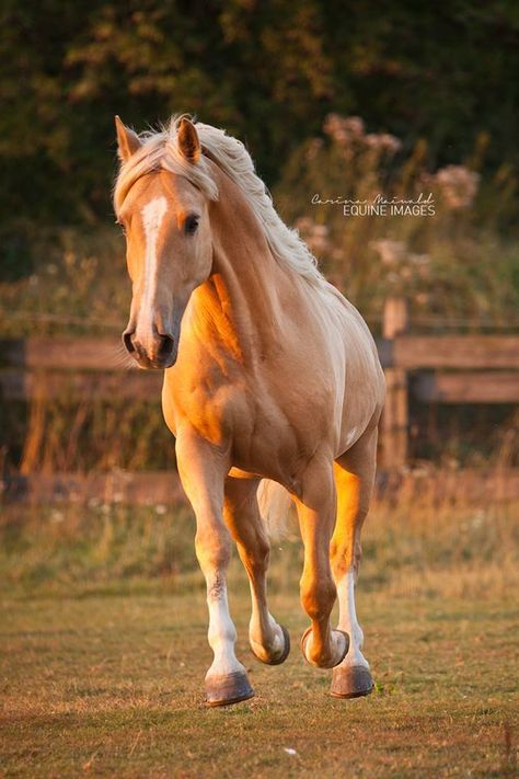 Cavalo Palomino, Beautiful Horses Photography, Beautiful Horse Pictures, Palomino Horse, Mustang Horse, Horse Wallpaper, Most Beautiful Horses, Most Beautiful Animals, Majestic Horse