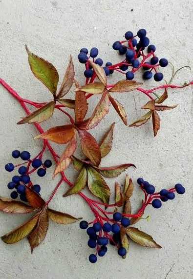 Virginia creeper Pavinič Virginia Creeper Vine, Parthenocissus Quinquefolia, Creeper Cake, Chocolate Craft, Flower References, Mum Flowers, Aries Sun, Autumn Berries, Climber Plants