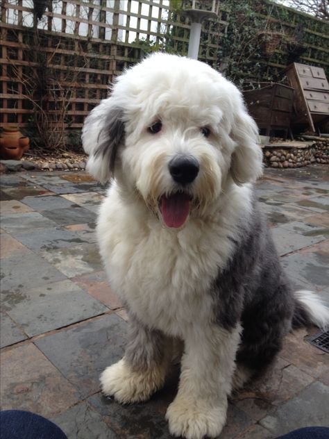 old english sheepdog puppy English Sheepdog Puppy, Old English Sheepdog Puppy, Sheep Dog Puppy, Personalized Leather Dog Collar, Dog Collar With Name, Really Cute Dogs, English Sheepdog, Leather Dog Collar, Old English Sheepdog