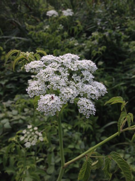 Water Hemlock, Deadly Plants, Parts Of The Earth, Poisonous Plants, Interesting Information, Pretty Plants, Water Plants, Plant Life, Nervous System