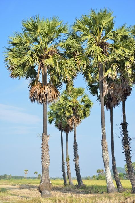 Sugar palm | Premium Photo #Freepik #photo #tree #summer #leaf #green Trees Pictures Nature, Pictures Of Palm Trees, Palm Trees Photography, Palm Tree Photo, Date Palm Tree, Village Tree, Palm Tree Photography, Palm Tree Pictures, Palm Trees Landscaping