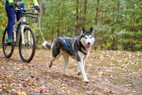 If you and your dog are adventurous and fit, and your dog loves to run, then the up and coming sport of bikejoring might be a good fit. Already well-established in Europe, dog-powered mountain biking is growing in popularity in the U.S too. In its infancy, sled dog racers created bikejoring. It was an ideal […] The post Bikejoring:  Is This Adrenaline Inducing Sport Right For You and Your Dog? appeared first on American Kennel Club. Bike Joring, Dog Equipment, Fit Dogs, Trail Dog, Dutch Shepherd, Sled Dogs, Every Dog Breed, Biking With Dog, Sled Dog