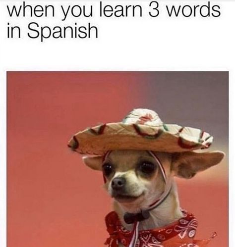 14 Funny Chihuahua Memes That Will Make You Laugh! | PetPress Chihuahua Breeds, Chihuahua Funny, Spanish Phrases, Memes Hilarious, Spanish Memes, Spanish Words, Memes Sarcastic, Learn Spanish, Memes Br