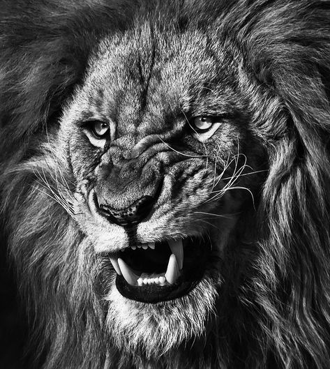 Declaration Of Independence, Scream, Tattoo Artists, Tattoo Designs, Lion, Black And White, White, Black