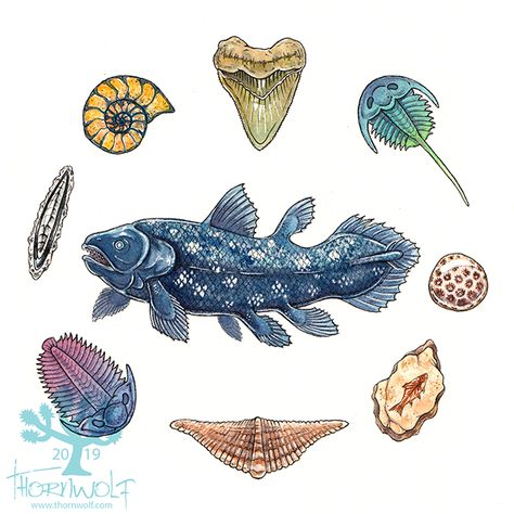 Ancient Sea Creatures, Coelacanth Tattoo, Watercolor And Pen, Living Fossil, Megalodon Tooth, Ocean Treasures, Petoskey Stone, Sea Creatures, Sea Life