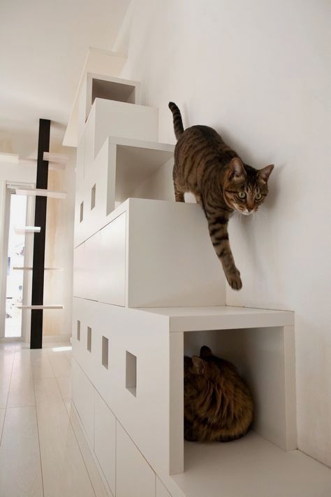 Cat Walkway, Cat Playground Outdoor, Diy Chat, Cat Run, Cat Playground, Cat Urine, Cat Enclosure, Cat Shelves, Cat Cafe