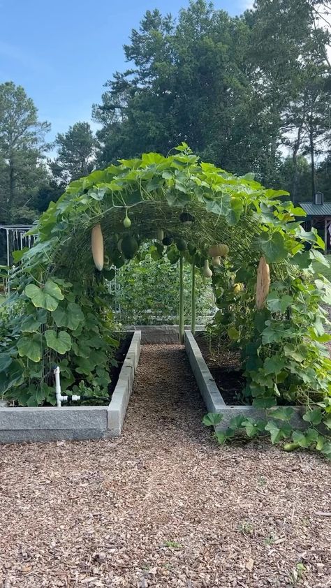 Trellis Tunnel, Cattle Panel Arch, Flower Tunnel, Garden Archway, Garden Arch Trellis, Cucumber Trellis, Diy Garden Trellis, Arch Trellis, Trellis Ideas