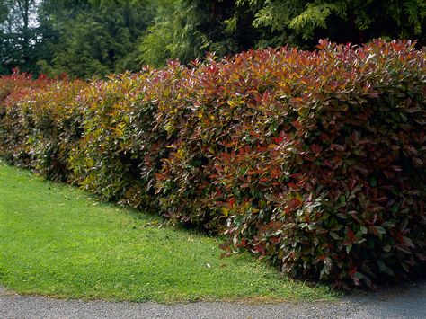 Consider choosing the red tip photinia for a hedge shrub with attractive red leaves. This evergreen shrub is an excellent choice in zones 7 to 9. Red Tip Photinia, Photinia Fraseri Red Robin, Evergreen Landscape, Water Wise Landscaping, Garden Hedges, Broadleaf Evergreen, Shade Garden Plants, Hedging Plants, Landscaping Tips