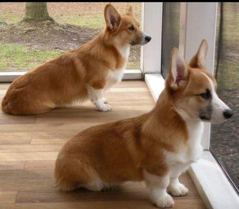 Corgi Sploot, Crazy Corgi, Fluffy Corgi, Corgi Dogs, Corgi Pictures, Ads Campaign, Corgi Pembroke, Corgi Butts, Corgi Puppy