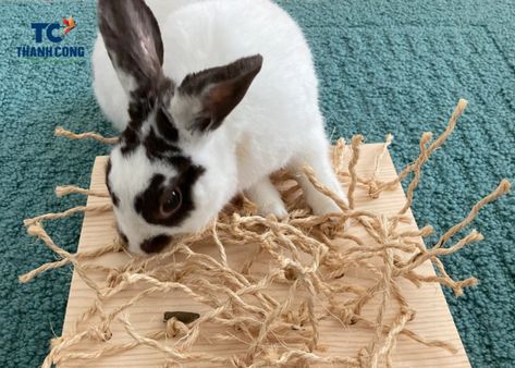 Is Seagrass Safe For Rabbits? Homemade Rabbit Toys, Rabbit Enrichment, Diy Bunny Toys, Bunny Care Tips, Bunny Supplies, Funny Bunny Videos, Bunny Room, Toy Rabbit, Pet Bunny Rabbits