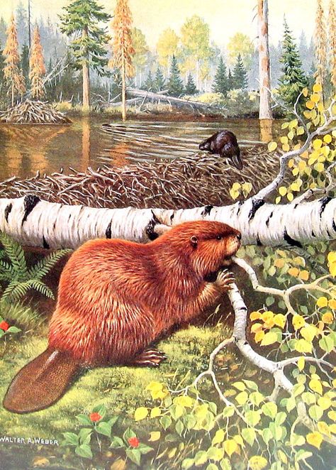 Beaver Drawing Sketch, Beaver Painting, Beaver Illustration, Beaver Illustration Drawing, Beaver Photography, Beaver Painting Acrylic, Beaver Dam Drawing, Beaver Pictures, Beaver Drawing