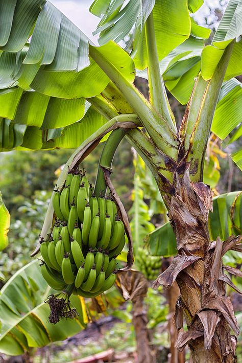 Banana Trees Landscape, Puerto Rico Art, Banana Flower, Leaf Photography, Banana Art, Banana Fruit, Banana Plants, Green Banana, Fruit Photography