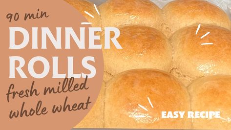 Quick 90 Minute Fresh Milled Dinner Rolls Whole Wheat Dinner Rolls, Wheat Dinner Rolls, Fresh Milled Flour, Quick Dinner Rolls, Cornmeal Recipes, Whole Wheat Rolls, Wheat Pizza Dough, Sourdough Sandwich, Whole Wheat Pizza