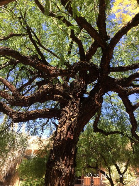 Mesquite Trees and Crazy Branches - Ramblings from a Desert Garden #azplantlady #mesquitetree #trees Gardening In The Desert, Mill Painting, Mesquite Tree, Desert Gardening, Texas Plants, Desert Trees, Texas Garden, Wind Mill, Texas Gardening