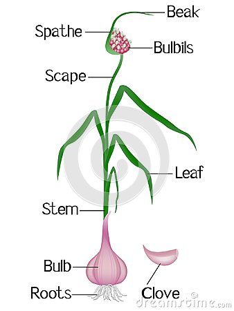 Part of a garlic plant on a white background, beautiful illustration. Garlic Plant, Internal Anatomy, Designing Ideas, Beautiful Illustration, Background Beautiful, Parts Of A Plant, Botanical Art, Anatomy, Garlic