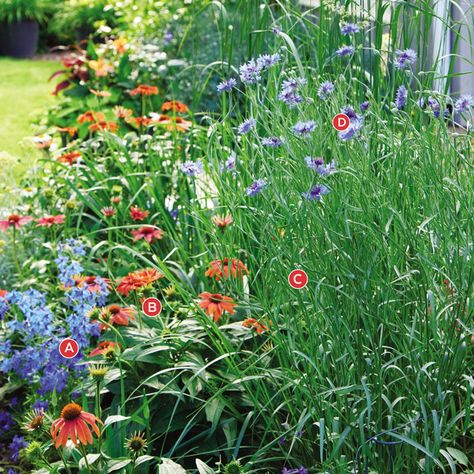 Colorful Summer Plantings for Sun and Shade: Attract pollinators and wildlife to your garden with these colorful combinations for sun and shade gardens. Wildlife Garden Design, Colorful Combinations, Hardscape Backyard, Plant Combos, Butterfly Garden Plants, Backyard Gardens, Shade Loving Perennials, Royal Blue Flowers, Asclepias Tuberosa