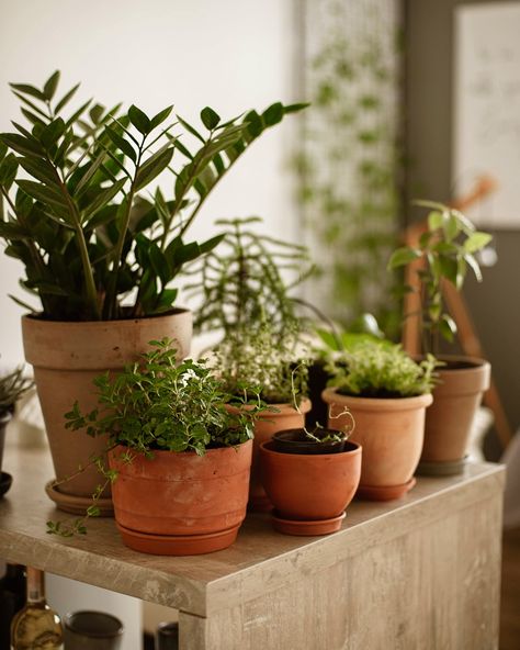 Home, plant, urban jungle
clay terracotta pots Teracotta Pots, Hufflepuff House, Fern Plant, Snake Plant, Balcony Garden, Terracotta Pots, Urban Jungle, Potted Plants, Balcony