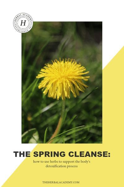 The Spring Cleanse: How To Use Herbs to Support The Body’s Detoxification Process | Herbal Academy | With spring being a season of growth and rebirth, we're sharing how you can use supportive herbs for cleansing this spring for a healthier you! Herbs For Cleansing, Detoxing Your Body, Spring Cleanse, Detox Herbs, Dandelion And Burdock, Natural Decongestant, Vintage Nature Photography, Herbal Academy, Botanics Skin Care