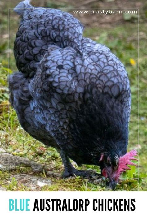 Blue Australorp Chickens: Origin, Characteristics, and More Australorp Chickens, Australorp Chicken, Never Go Back, Chicken Breeds, Go Blue, Chicken Coop, My Eyes, Farm Life, Beautiful Birds