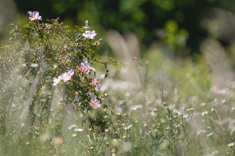 Wild Rose - A wild rose flowering in the meadow next to Short Wood back in June on day 1 of 30 Days Wild. Rose Meadow, Wild Rose Bush, Fruit Forest, Where The Wild Roses Grow, Meadow With Wildflowers, Rambling Roses, Wildflowers And Wild Horses, Wild Rose, The Meadows