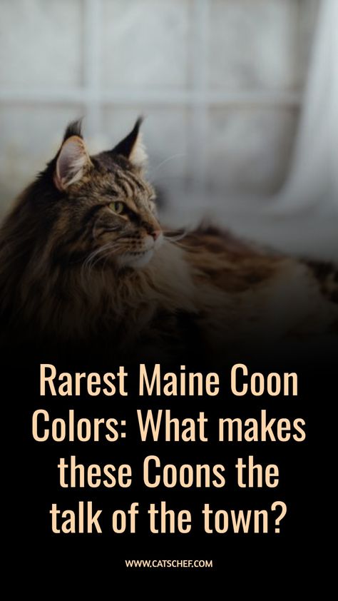 Maine Coons are a force to be reckoned with! Whether they’ve got a pattern or are monotone, everyone agrees they’re some of the most mysterious creatures out there. Oh, these beautiful beasts have been the talk of the town for ages considering the fact nobody knows where they came from. #catschef #cat #cats #kitten #kittens #catlover #catlovers #catlife #catoftheday #meow #pets #cute #love #animals #animallovers #kitty #kittycat #persiancat #mainecoon #ragdollcat #siberiancat #bengalcat Main Coone Kitten, Black Maine Coone, Maine Coone Kitten, Main Coone Cat, Torbie Cat, Mancoon Cats, Cat Knowledge, Maine Cooney Cats, Cat Haircut