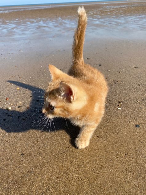 Cat At Beach, Sand Cats, Sand Cat, Cream Cat, Cat Aesthetic, On Beach, Pretty Places, Kittens Cutest, Fur Babies