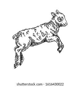 Lamb Illustration, Lamb Drawing, Lamb Tattoo, Vintage Lamb, Jewelry Logo, Vintage Book Covers, Drawing Reference Poses, Vintage Book, New Tattoos