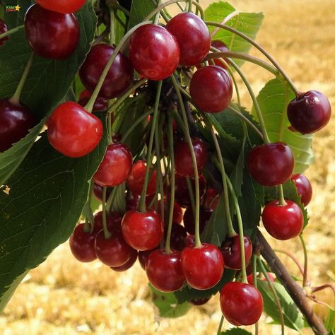 Remembrance Day Activities, Cake Recipes For Kids, Foraging Recipes, Cherry Filling, Foraged Food, Wild Cherry, Cherry Recipes, Edible Food, Vegetarian Recipes Easy