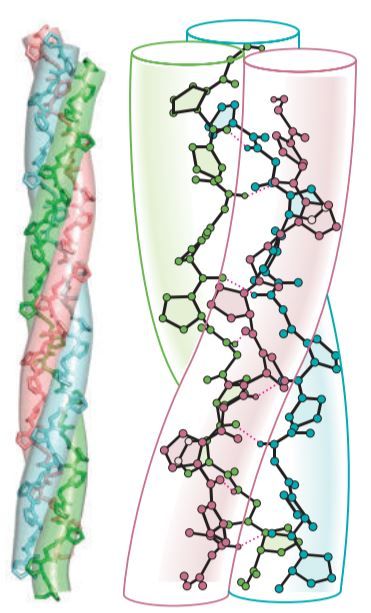 A quick look at collagen - KindofStephen Osmotic Pressure, Triple Helix, Homemade Soap Bars, Collagen Fibers, Chemical Structure, Skin Structure, Homemade Soap, Soap Bars, Ascorbic Acid