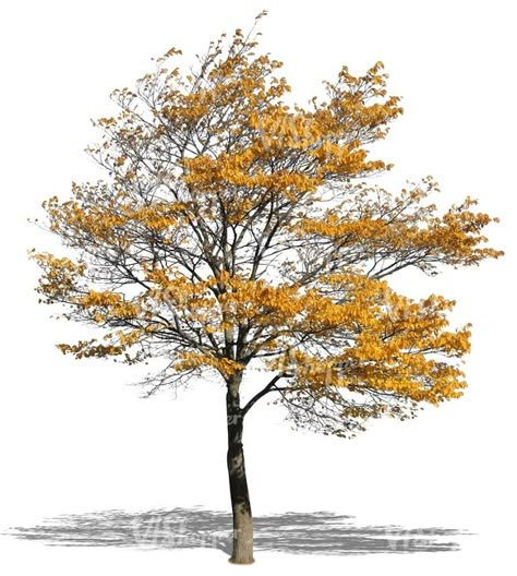 autumn tree with yellow leaves - cut out trees and plants - VIShopper Tree Autumn, Autumn Tree, Trees Architecture Photoshop, Png Trees Photoshop, Yellow Fall Trees, Tree Psd, Yellow Trees Photography, Trees Top View, Tree Photoshop