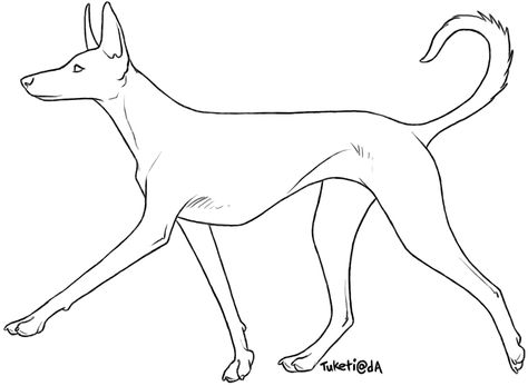 Free Lines - Ibizan Hound by tuketi Ibizan Hound Drawing, Hound Drawing, Hair Wings, Ibizan Hound, My Signature, Me First, Scene Hair, Art Tutorials, Line Drawing