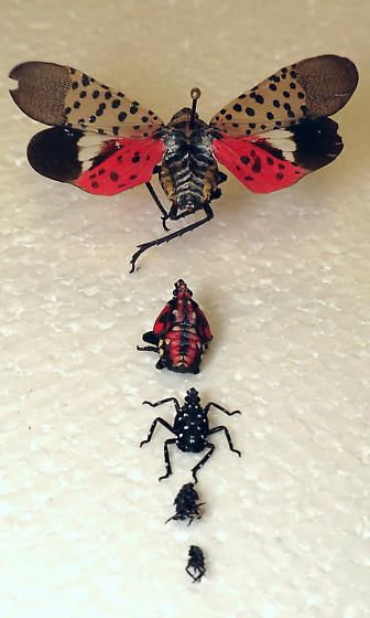 Fly Costume, Spotted Lanternfly, Lantern Fly, How To Fly Fish, Fly Drawing, Flying Lantern, Halloween Lantern, Cool Insects, Fly Fishing Tips