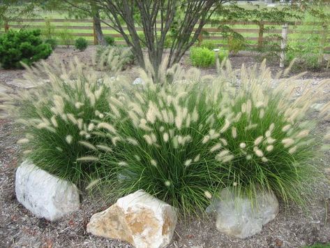 Little Bunny Pennisetum is a dwarf ornamental grass that produces inflorescence in the fall. These low maintenance, drought tolerant grasses only grow to about 20 to 24 inches tall. They can handle shade, but do best in part to full sun. These plants are sold in a trade gallon Pennisetum Alopecuroides Hameln, Low Maintenance Landscape, Mailbox Landscaping, Ornamental Grass, Fountain Grass, Grasses Landscaping, Low Maintenance Landscaping, Sun Plants, Low Maintenance Garden