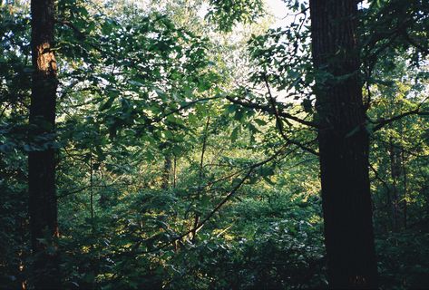 Nature On Film, Garden Film Photography, Film And Foliage, Still Life Film, Forest Film Photography, 35mm Film Photography Aesthetic Nature, Film Photography 35mm Nature, 35mm Film Photography Landscape, Oregon Film Photography