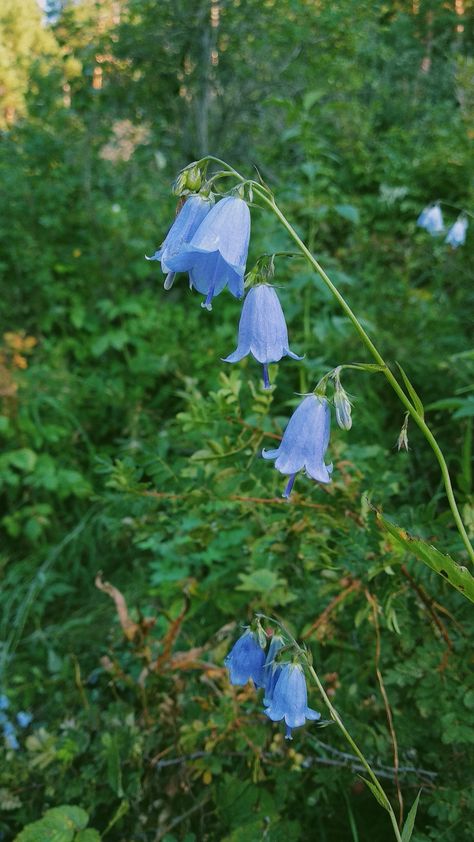 Enchanted Forest Flowers, Fairy Plants, Forest Character, Forest Wildflowers, Landscape References, Enchanted Flowers, Fair Pictures, Flower Forest, Wisteria Tree