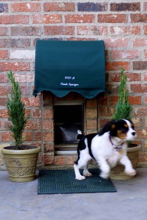 Katt Grejer, House Pets, Cat Run, Cat Door, Dog Door, Springer Spaniel, Home Pictures, Dog Houses, Cavalier King Charles