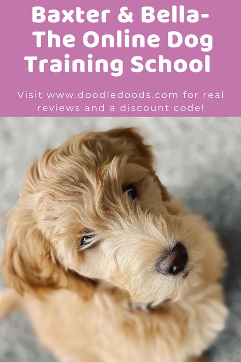 Goldendoodle Puppy Training, Doodle Training, Puppy School, Dog Training School, Mini Goldendoodle Puppies, Dog Breeds List, Puppies Tips, Dog Breeds Medium, Dog Training Advice