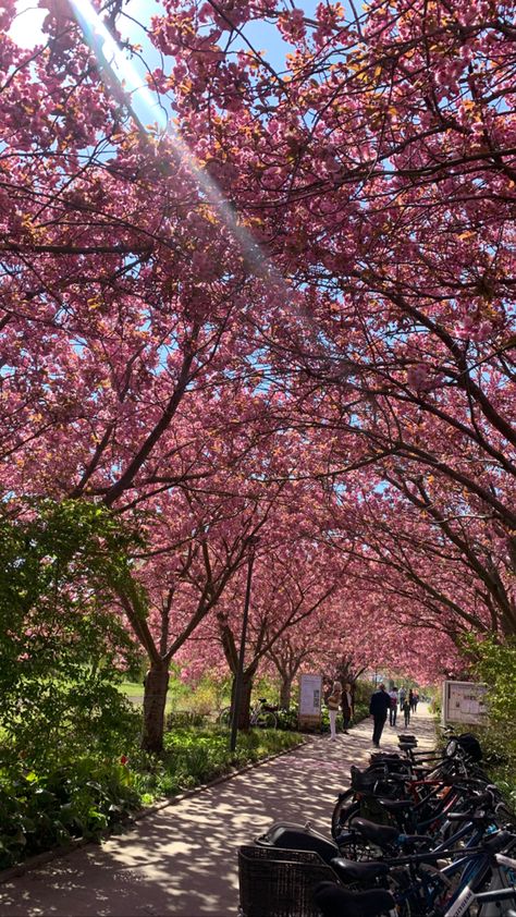 Spring Blooming Trees, Pink Blossom Tree, Pretty Trees, Blossom Garden, Cherry Blossom Season, Scenery Background, Scenery Pictures, Sakura Tree, Japan Aesthetic