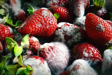 Fruit Texture, Low Sugar Jam, Food Spoilage, Vegetable Farming, Migrant Worker, Healthy Bacteria, Food Out, Diy Backdrop, Sketchbook Ideas