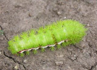 In the Garden and More: Poisonous Caterpillars Poisonous Caterpillars, Green Caterpillar, Deadly Creatures, Rural Living, Organic Gardening, Caterpillar, In The Garden, Asparagus, The Garden