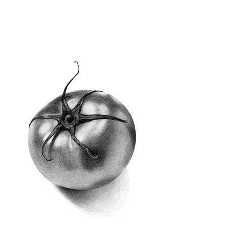 Tomato on Behance Tomato Sketch, Objects Sketch, Object Sketches, Tomato Still Life, Easy Realistic Drawings, Easy Still Life Drawing, Charcole Drawings, Tomato Drawing, Simple Art Drawings